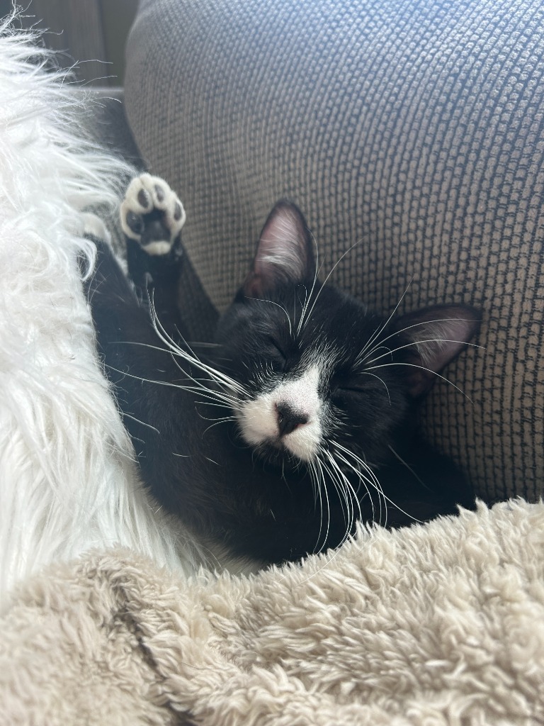 Penguin, an adoptable Domestic Short Hair in Minot, ND, 58702 | Photo Image 1