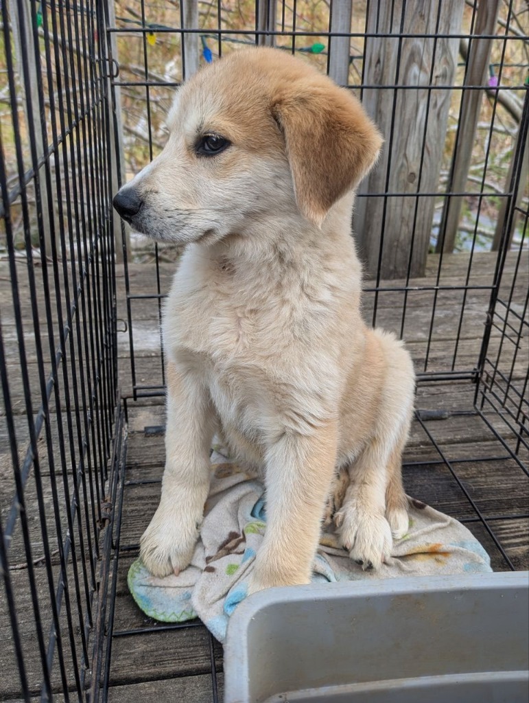 Biscuit