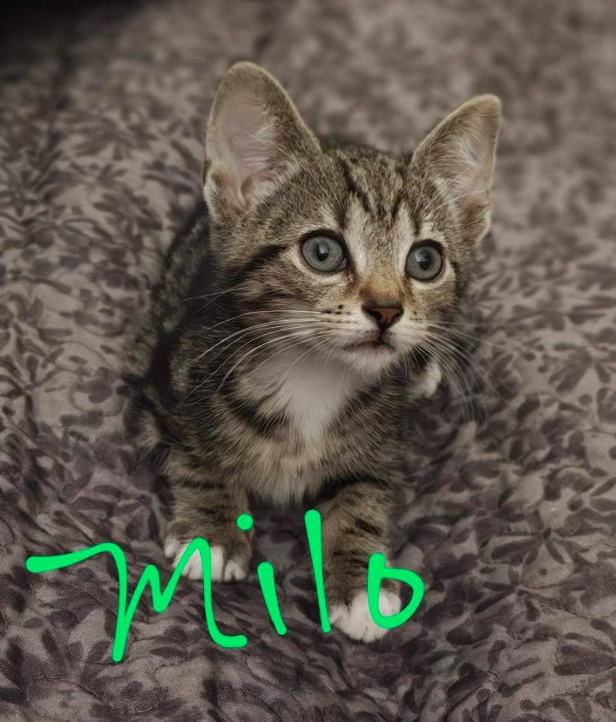 Milo