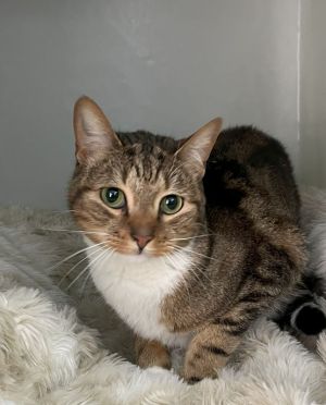 Bubs, Adult Male Domestic Short Hair