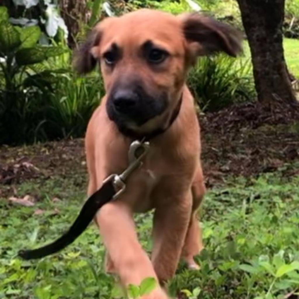Red, an adoptable Mixed Breed in Keaau, HI, 96749 | Photo Image 1