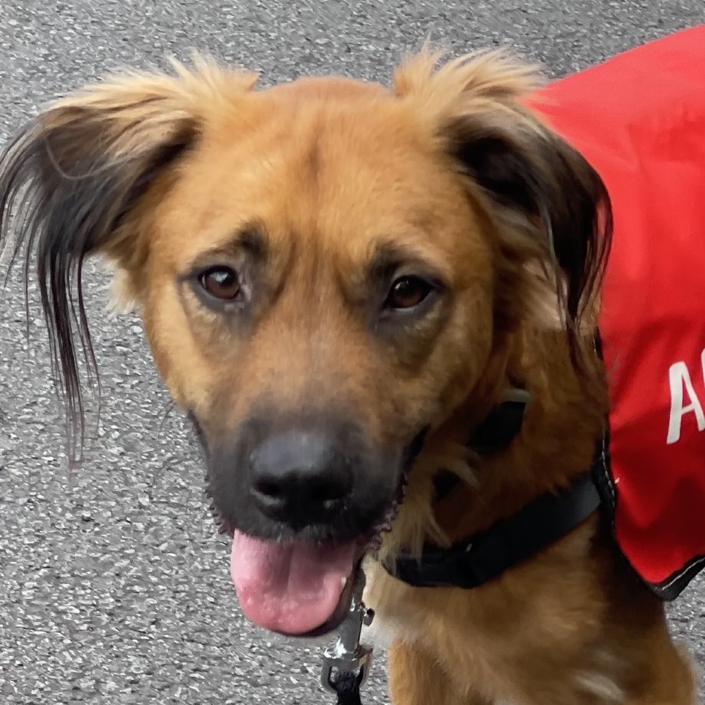 Red, an adoptable Mixed Breed in Keaau, HI, 96749 | Photo Image 2