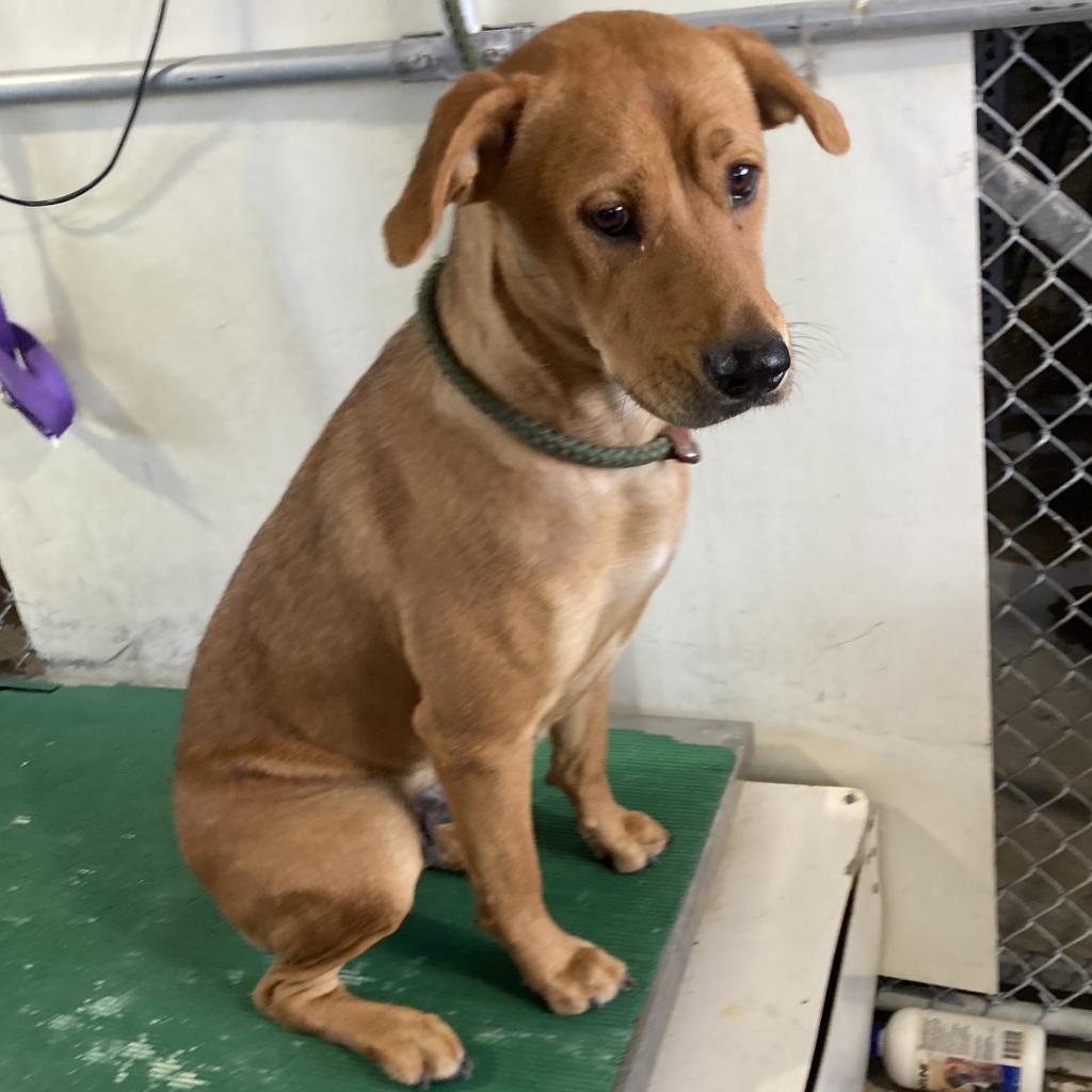 Piggy, an adoptable Mixed Breed in Las Cruces, NM, 88012 | Photo Image 2