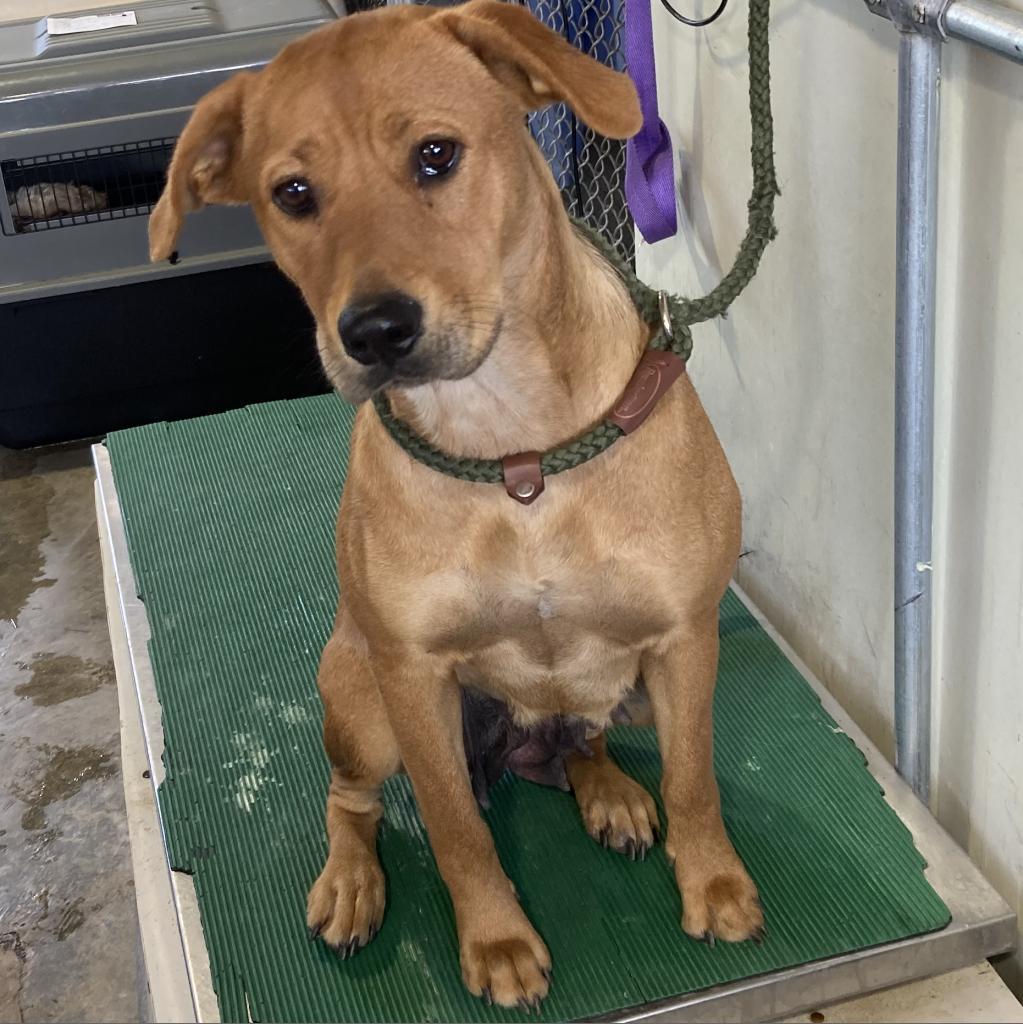 Piggy, an adoptable Mixed Breed in Las Cruces, NM, 88012 | Photo Image 3