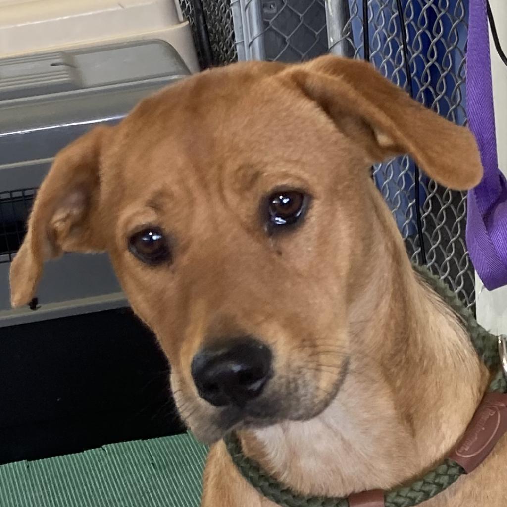Piggy, an adoptable Mixed Breed in Las Cruces, NM, 88012 | Photo Image 4