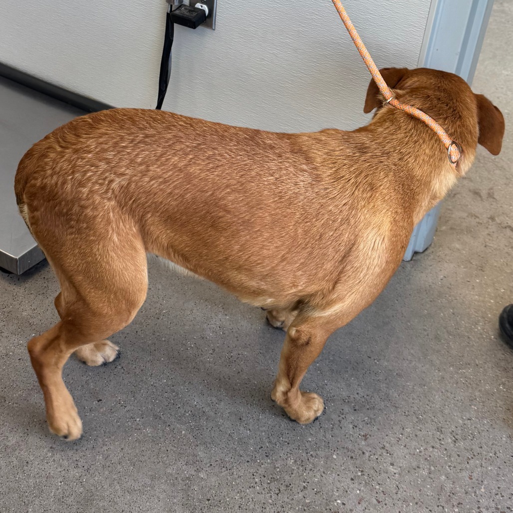 Piggy, an adoptable Mixed Breed in Las Cruces, NM, 88012 | Photo Image 5