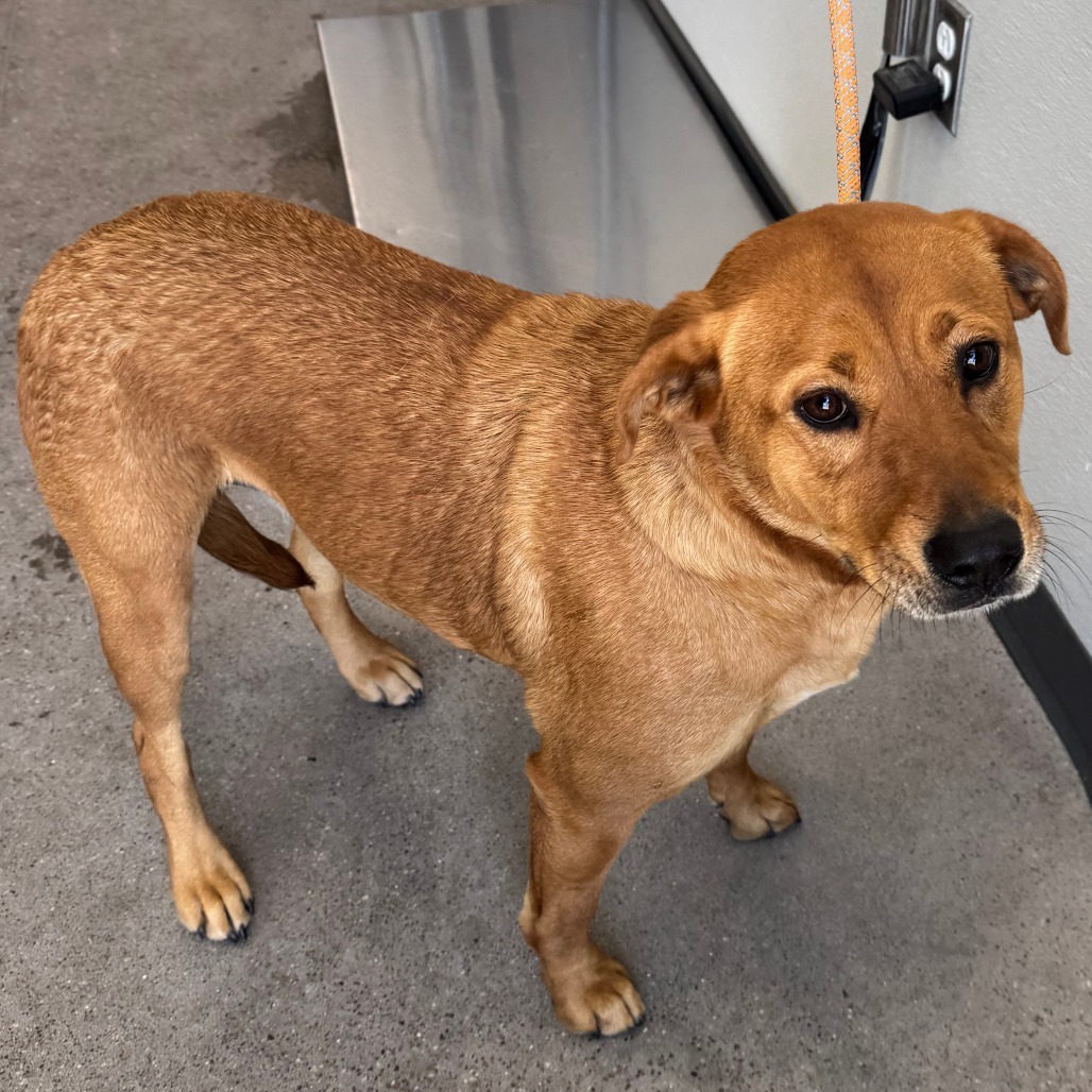 Piggy, an adoptable Mixed Breed in Las Cruces, NM, 88012 | Photo Image 6