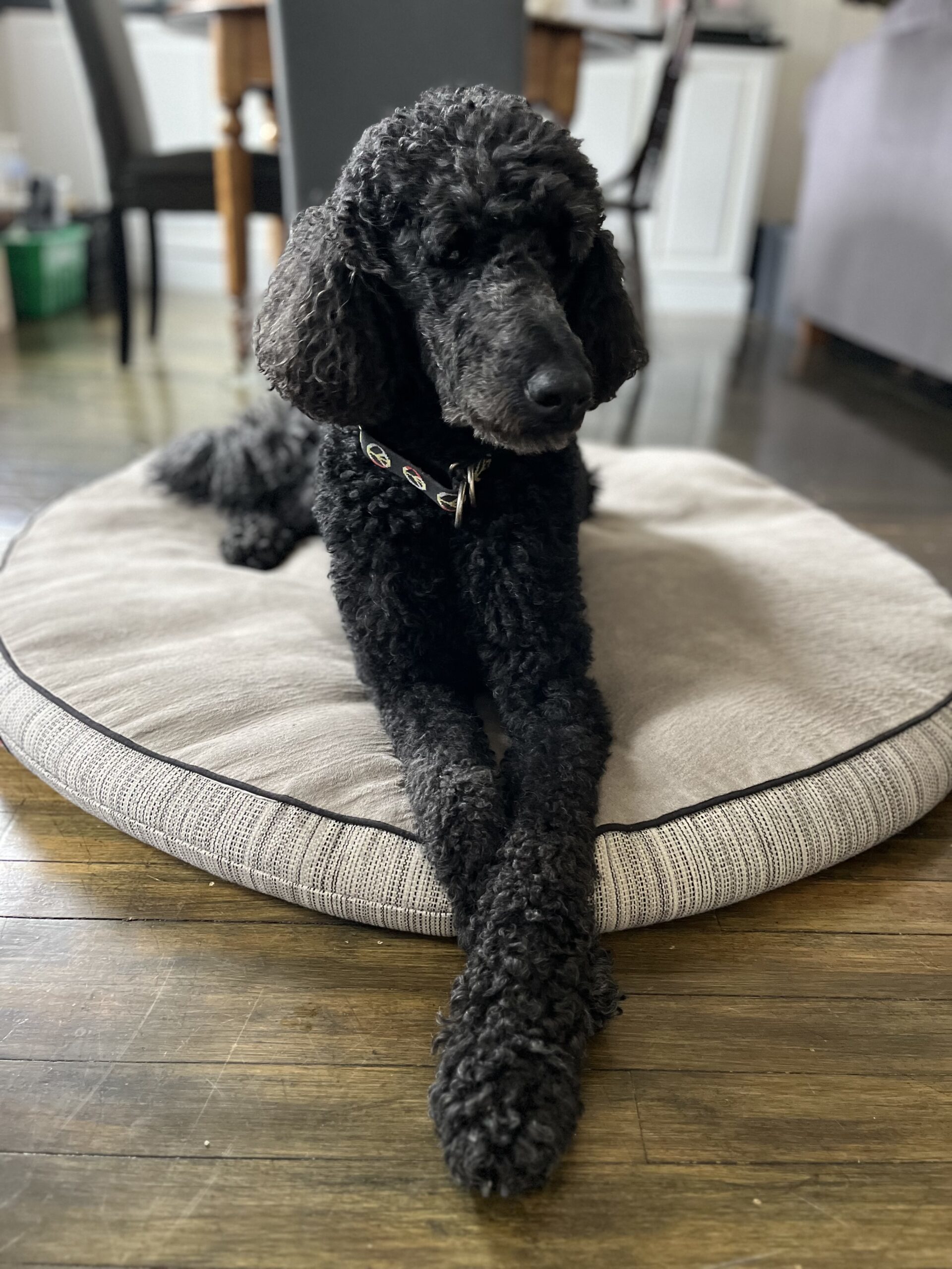 Kero, an adoptable Standard Poodle in Wolfville, NS, B4P 2K3 | Photo Image 1