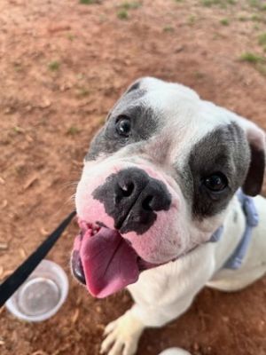 Meet Bruce This 1-year-old sweetheart is the full package-playful cuddly and always ready to make