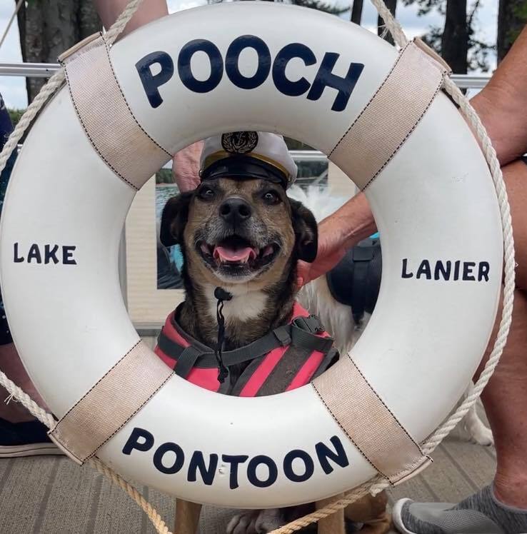 Bugsy, an adoptable Feist, Terrier in Gillsville, GA, 30543 | Photo Image 1