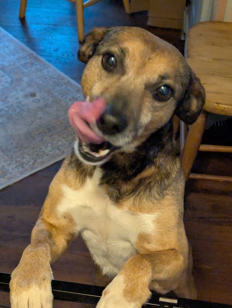 Bugsy, an adoptable Feist, Terrier in Gillsville, GA, 30543 | Photo Image 2