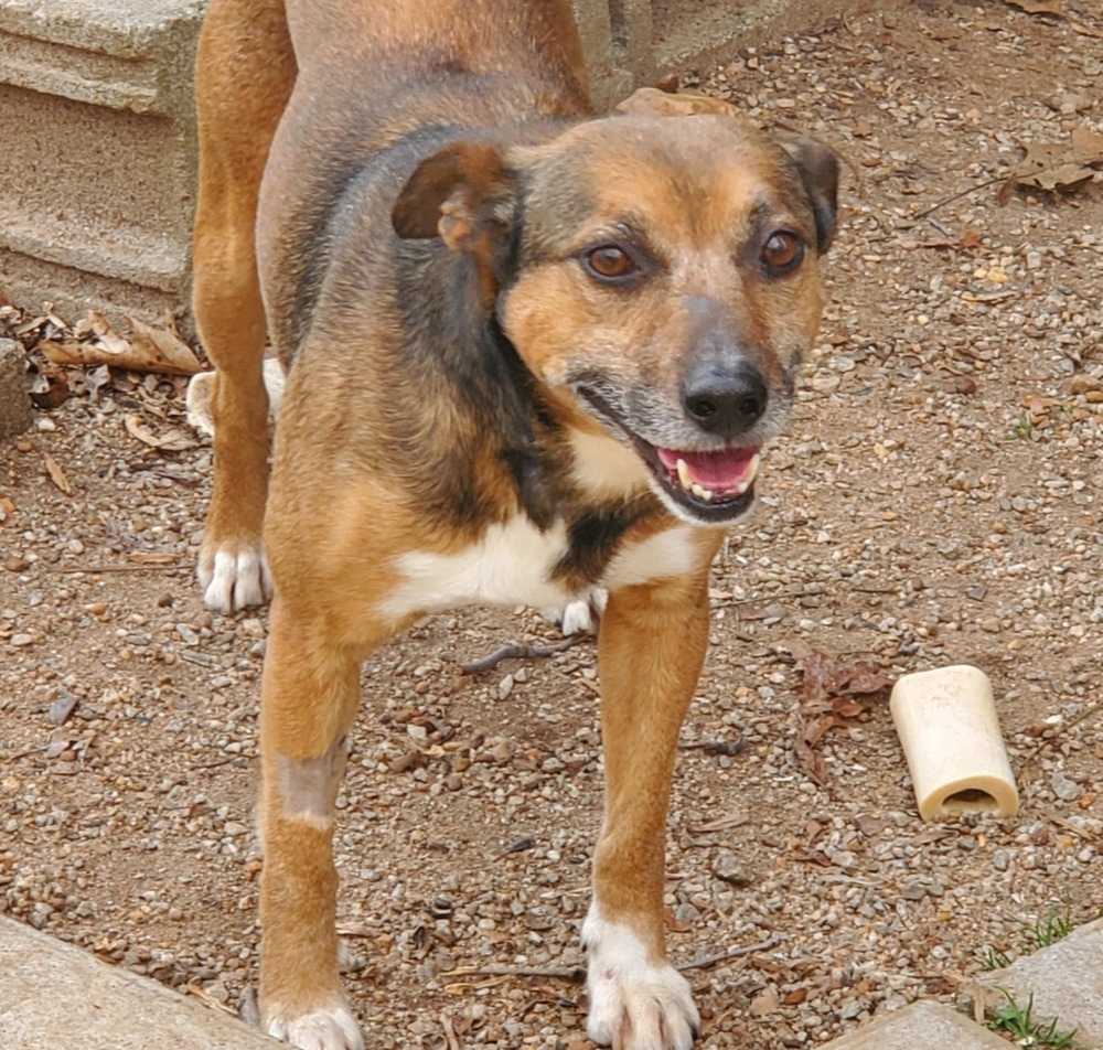 Bugsy, an adoptable Feist, Terrier in Gillsville, GA, 30543 | Photo Image 3