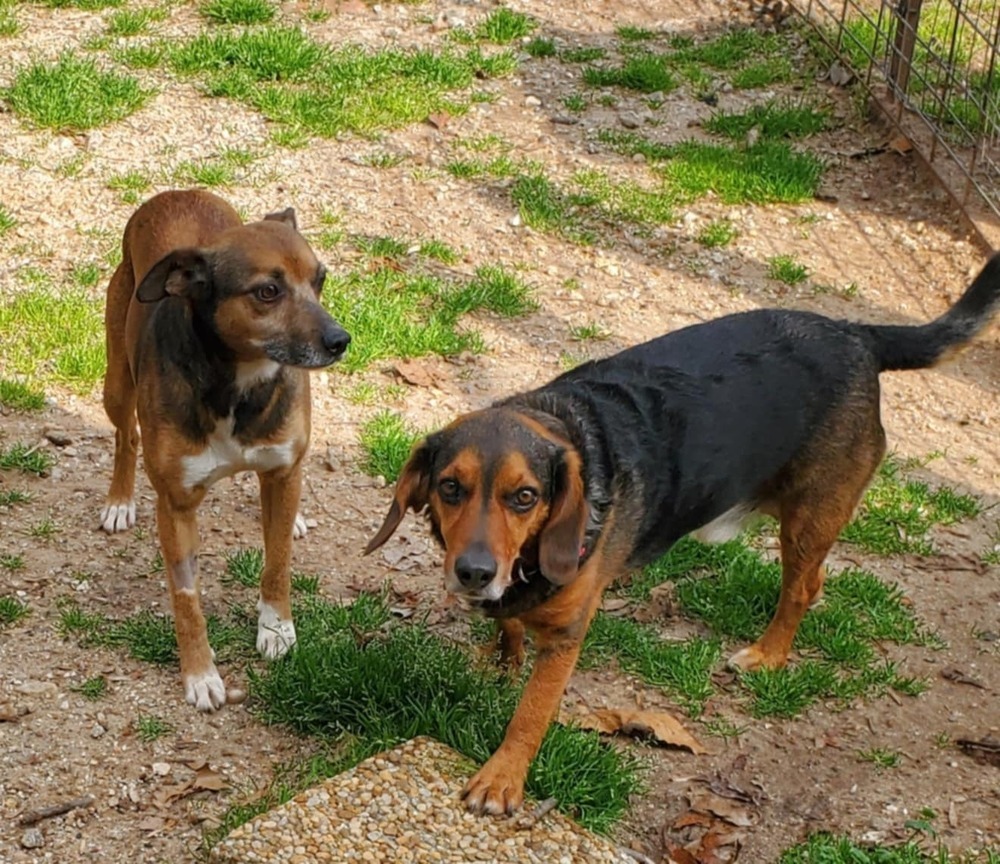 Bugsy, an adoptable Feist, Terrier in Gillsville, GA, 30543 | Photo Image 4