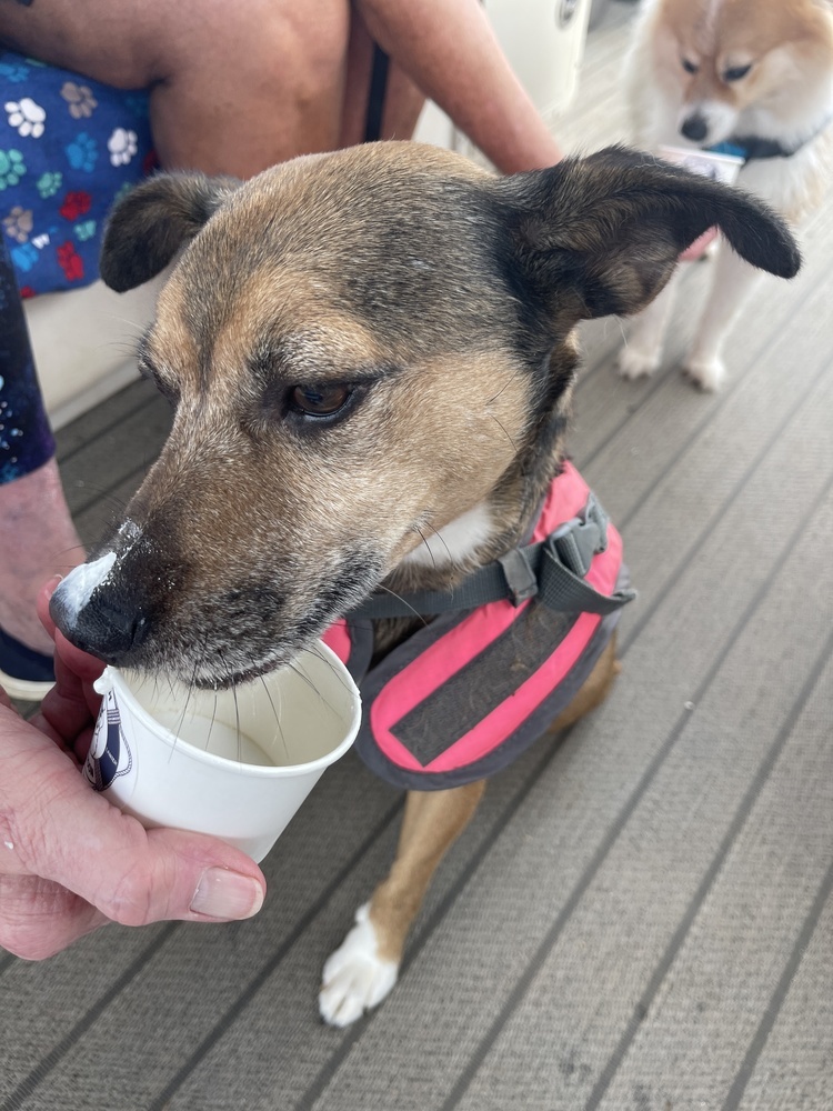 Bugsy, an adoptable Feist, Terrier in Gillsville, GA, 30543 | Photo Image 5