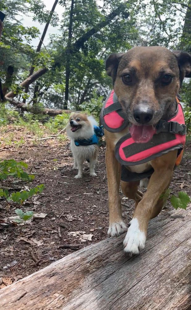 Bugsy, an adoptable Feist, Terrier in Gillsville, GA, 30543 | Photo Image 6