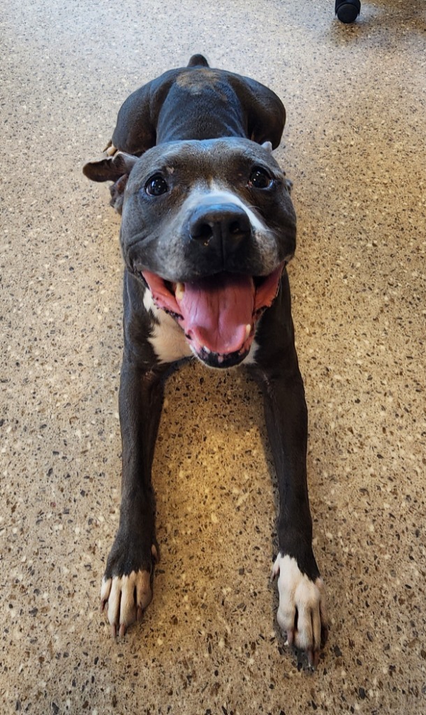 Oswald, an adoptable Pit Bull Terrier in Gold Beach, OR, 97444 | Photo Image 1