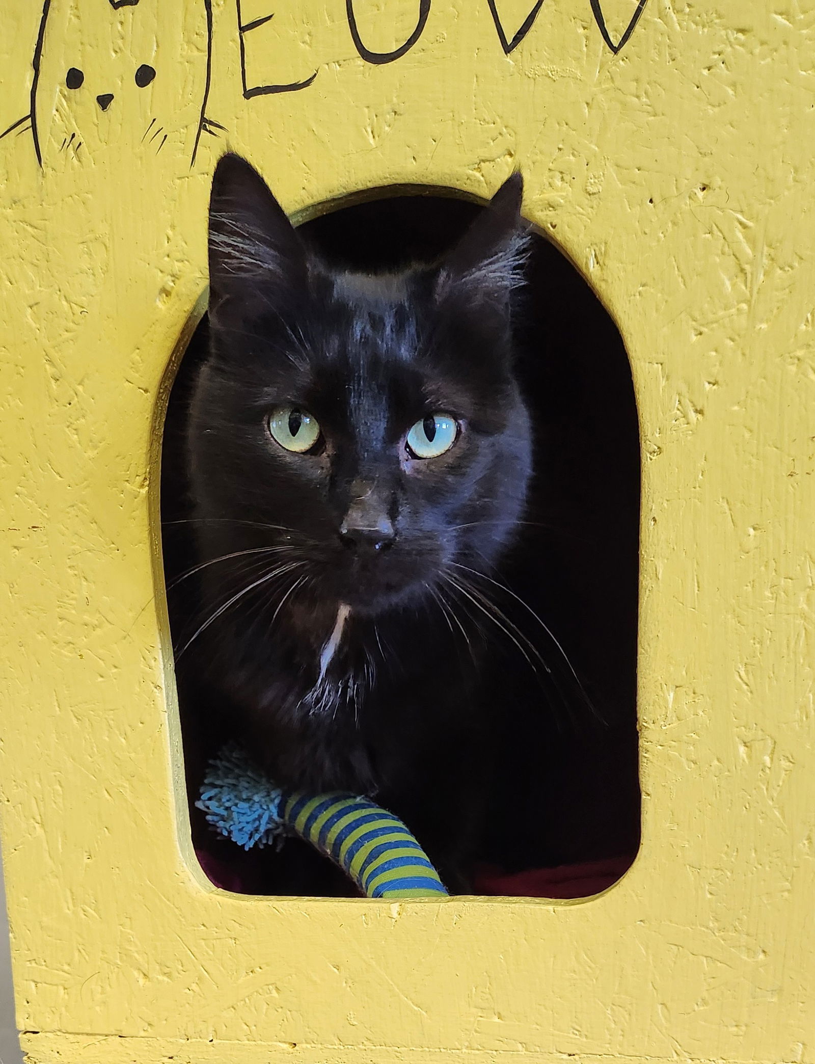 Sierra, an adoptable American Shorthair in Clinton, OK, 73601 | Photo Image 1