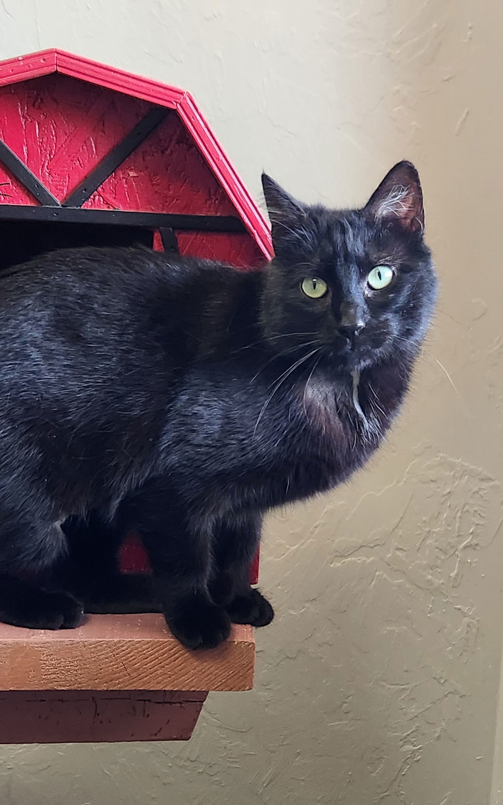 Sierra, an adoptable American Shorthair in Clinton, OK, 73601 | Photo Image 2