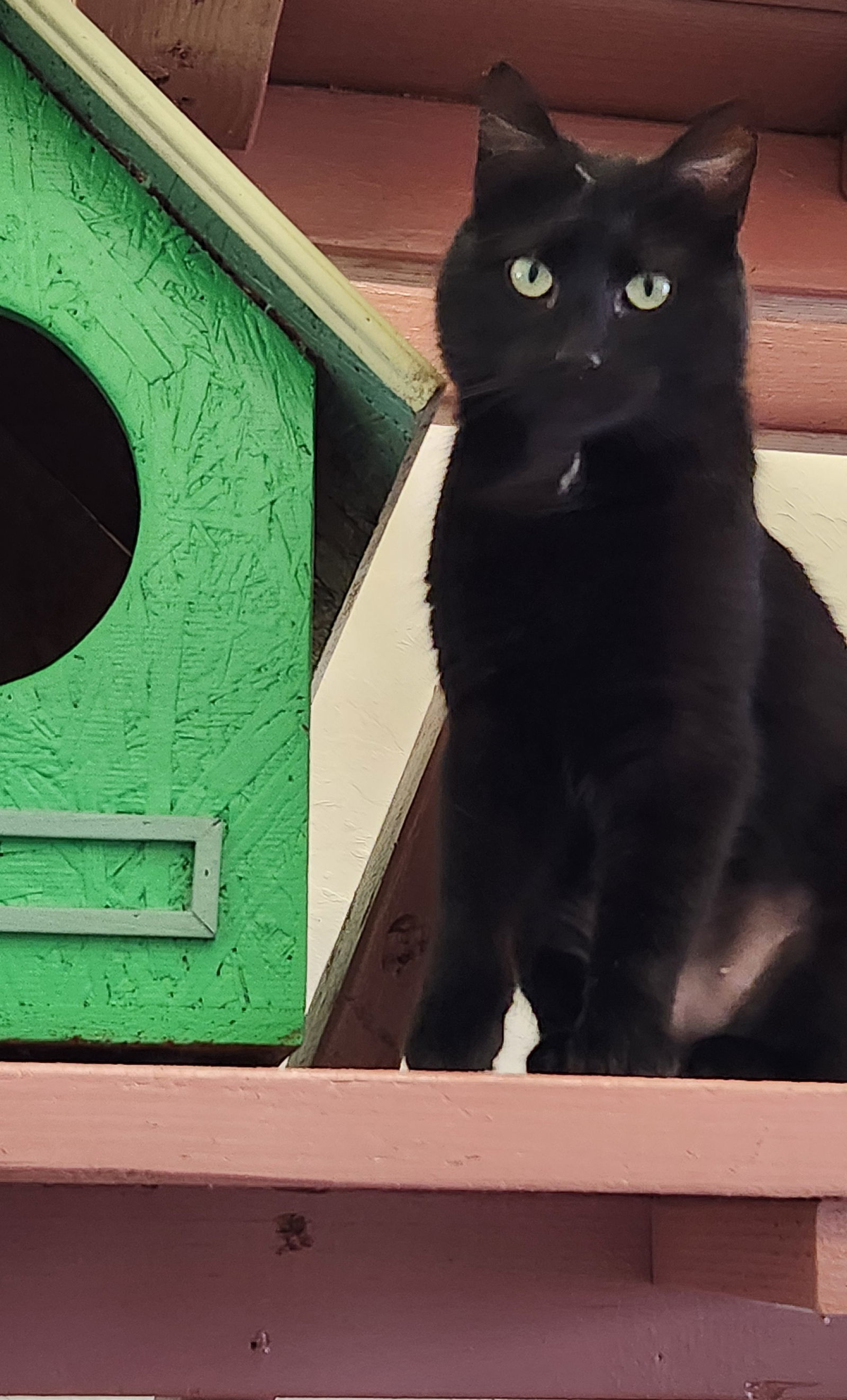 Sierra, an adoptable American Shorthair in Clinton, OK, 73601 | Photo Image 3