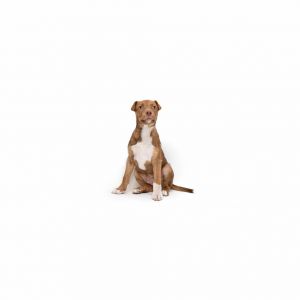 Your new best friend is just a tail wag away Andrew is the sweetest puppy seeking an understanding 