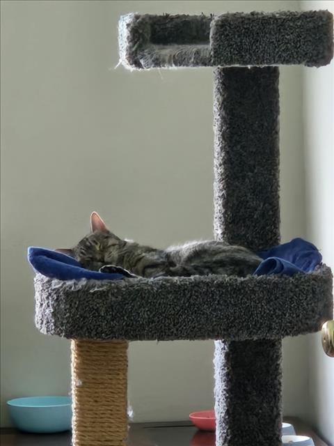 BELLA, an adoptable Domestic Short Hair in Las Vegas, NV, 89101 | Photo Image 1