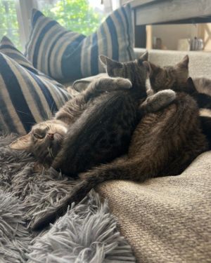 SWEETIE, Adult Female Domestic Medium Hair