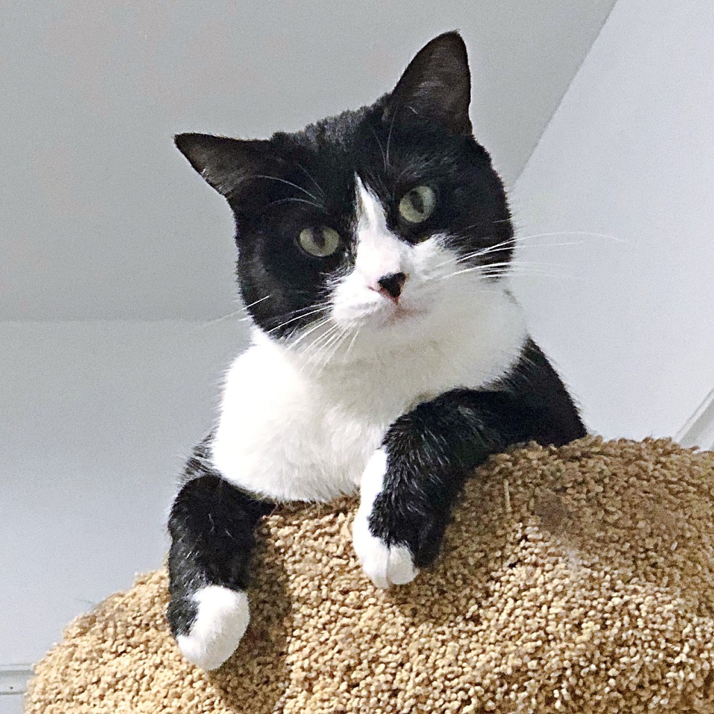 Stella, an adoptable Domestic Short Hair in Wichita, KS, 67208 | Photo Image 1