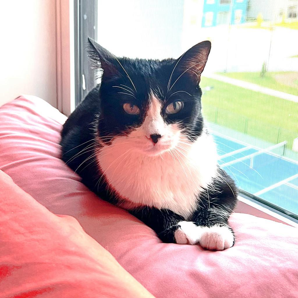 Stella, an adoptable Domestic Short Hair in Wichita, KS, 67208 | Photo Image 2