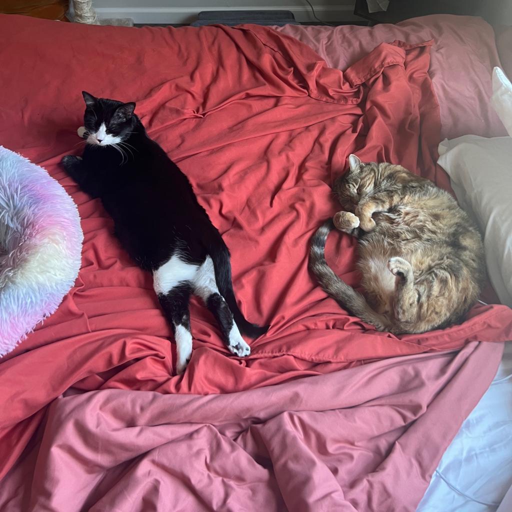 Stella, an adoptable Domestic Short Hair in Wichita, KS, 67208 | Photo Image 3