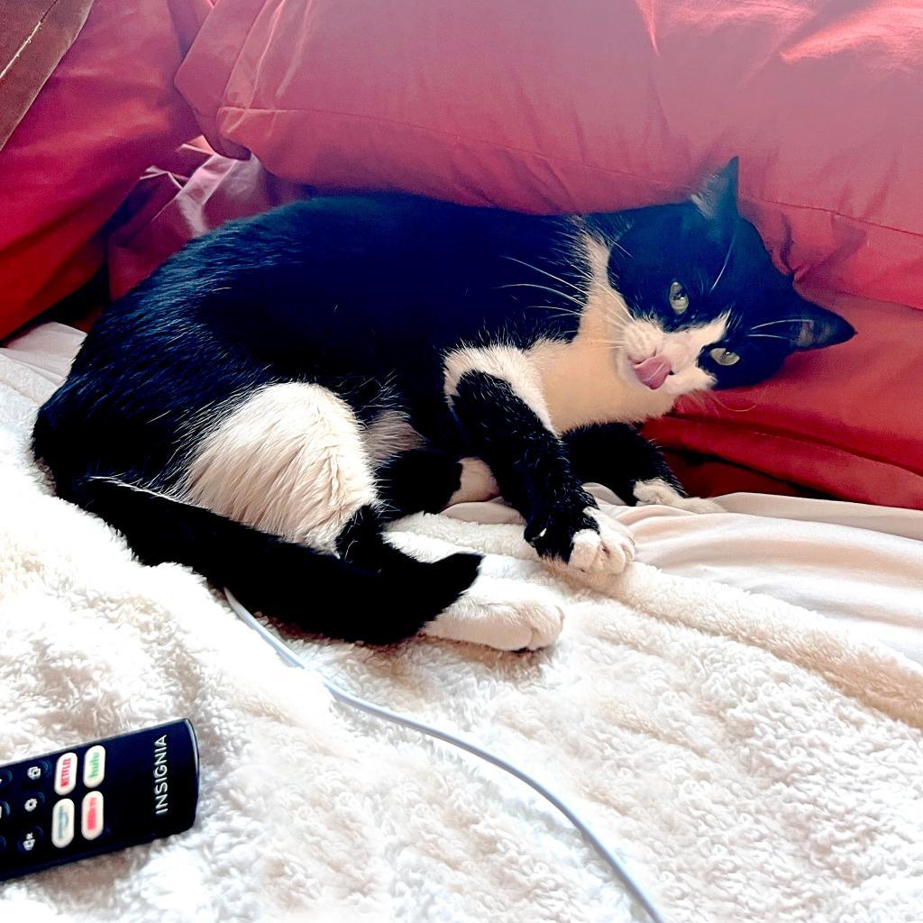 Stella, an adoptable Domestic Short Hair in Wichita, KS, 67208 | Photo Image 4