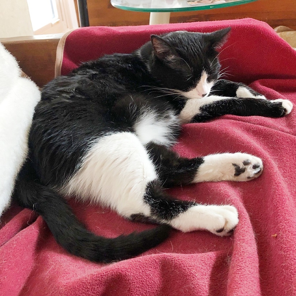 Stella, an adoptable Domestic Short Hair in Wichita, KS, 67208 | Photo Image 5