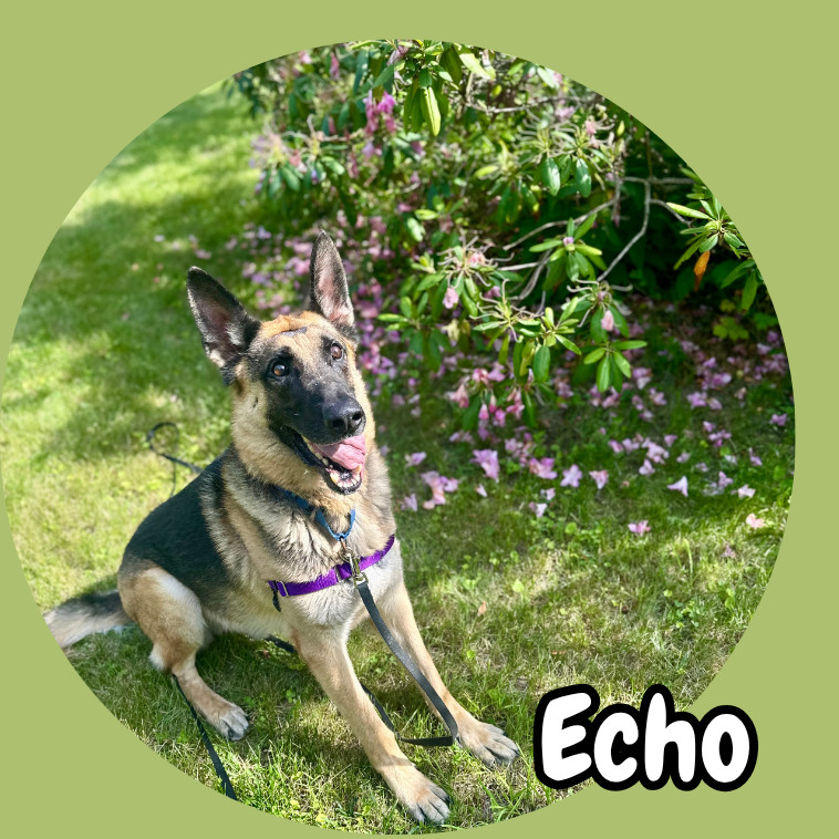 Echo