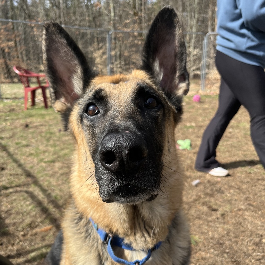 Echo