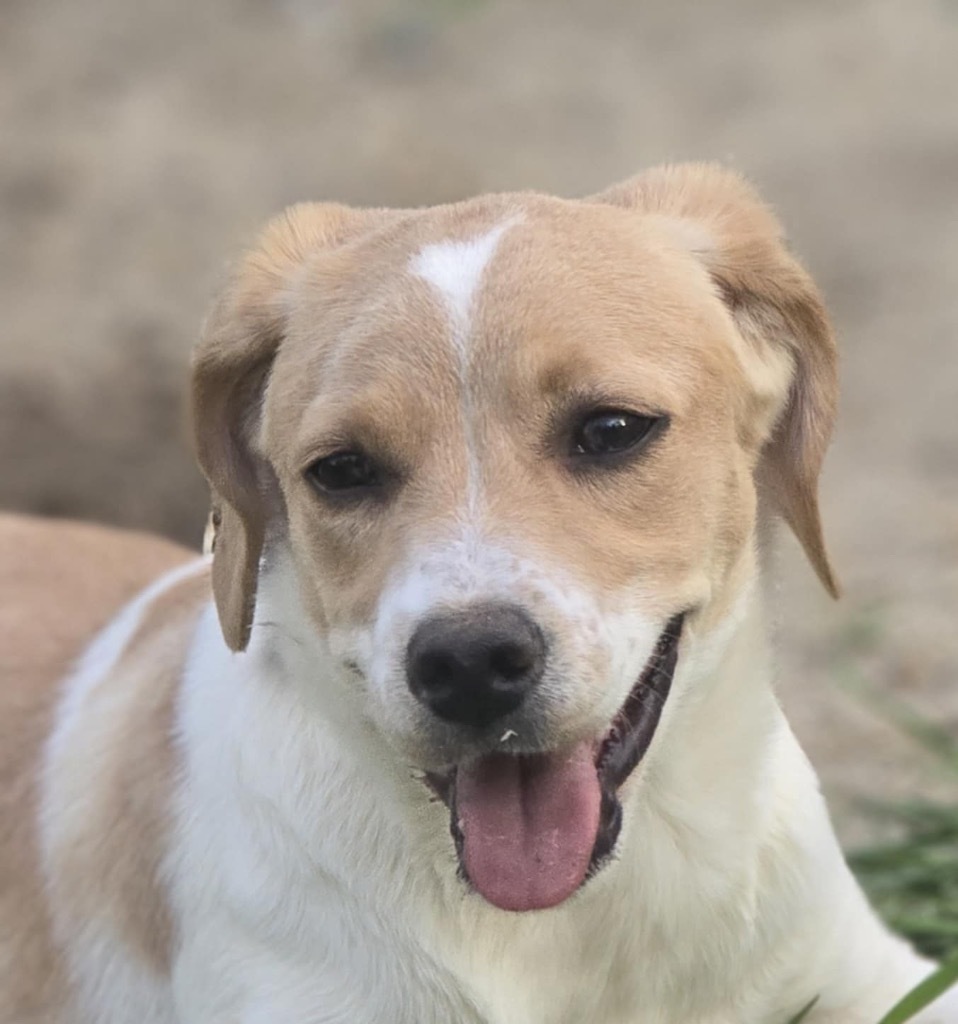 Jazz, an adoptable Retriever, Spaniel in Gorham, ME, 04038 | Photo Image 1