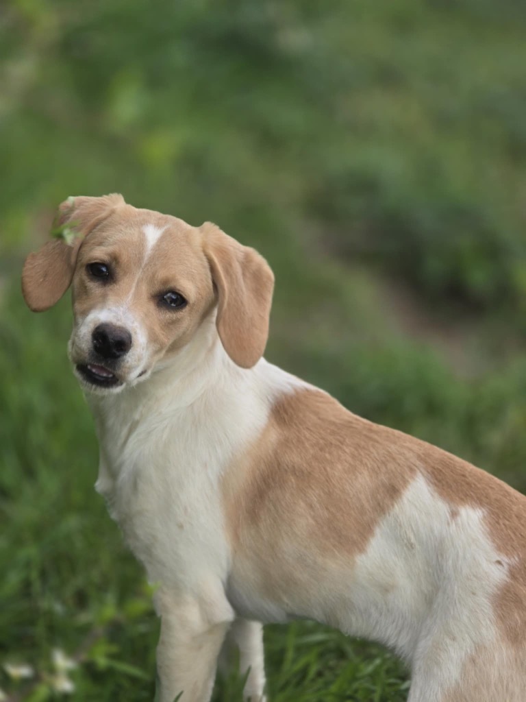 Jazz, an adoptable Retriever, Spaniel in Gorham, ME, 04038 | Photo Image 2