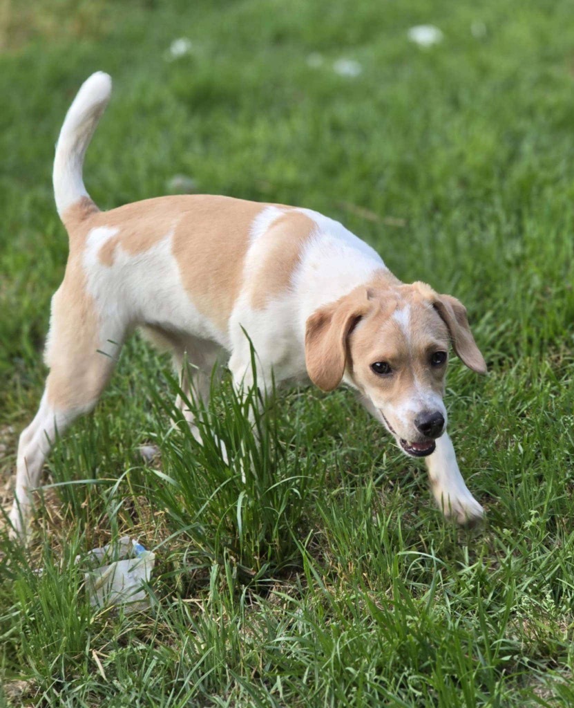 Jazz, an adoptable Retriever, Spaniel in Gorham, ME, 04038 | Photo Image 3