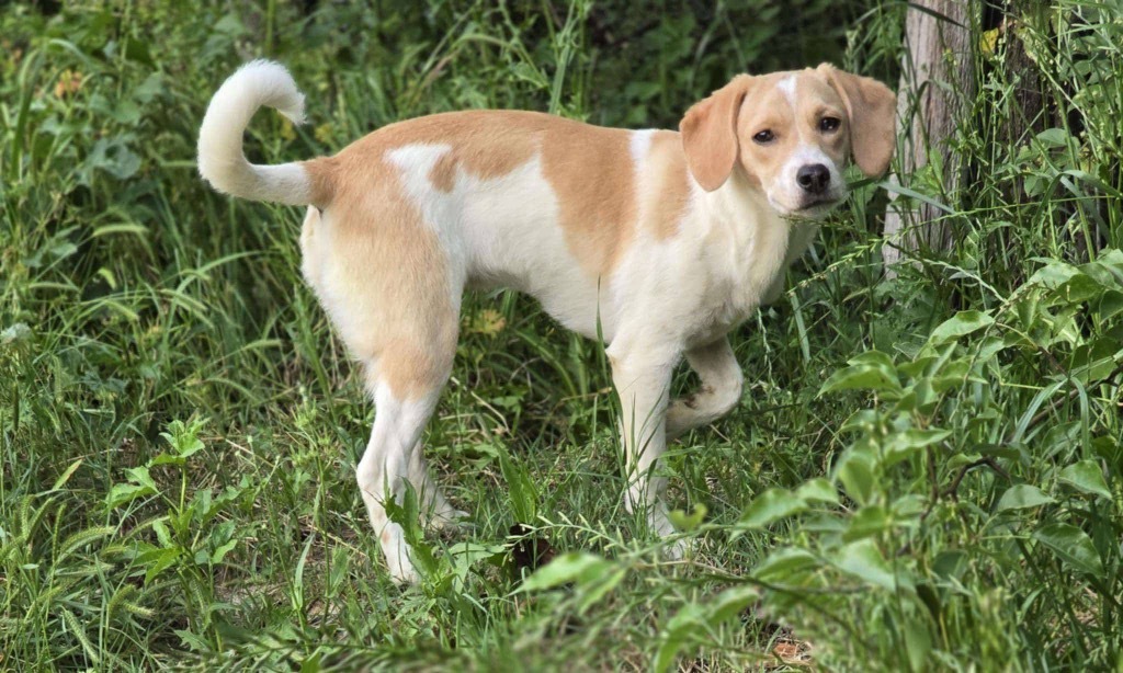 Jazz, an adoptable Retriever, Spaniel in Gorham, ME, 04038 | Photo Image 4