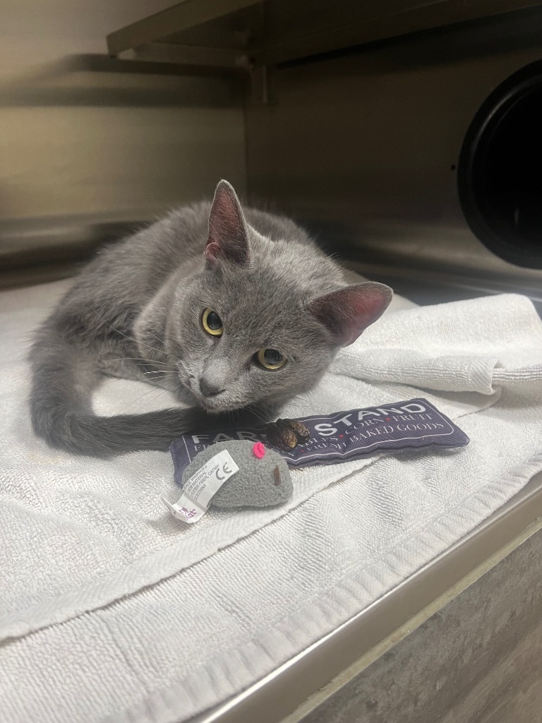 Meredith, an adoptable Domestic Short Hair in Great Bend, KS, 67530 | Photo Image 1