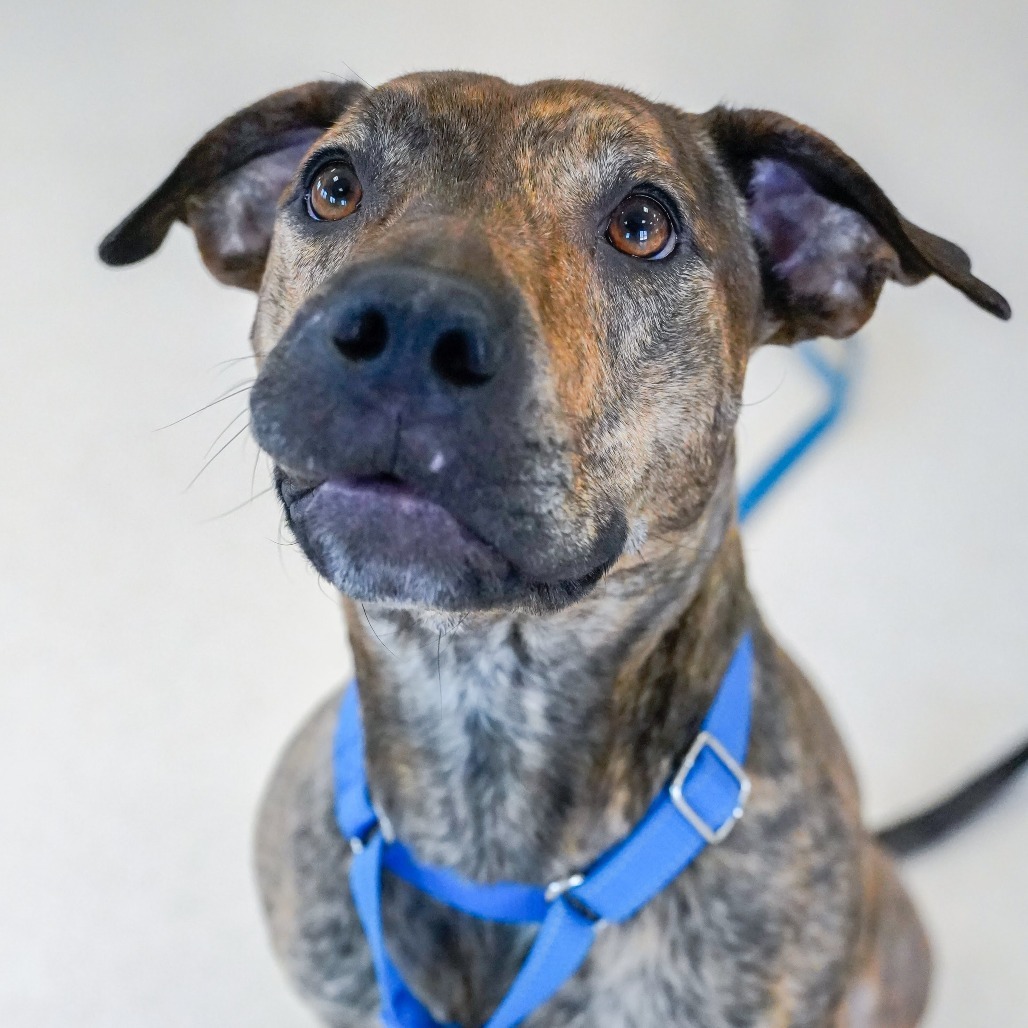 Lois, an adoptable Pit Bull Terrier in Thomaston, ME, 04861 | Photo Image 1