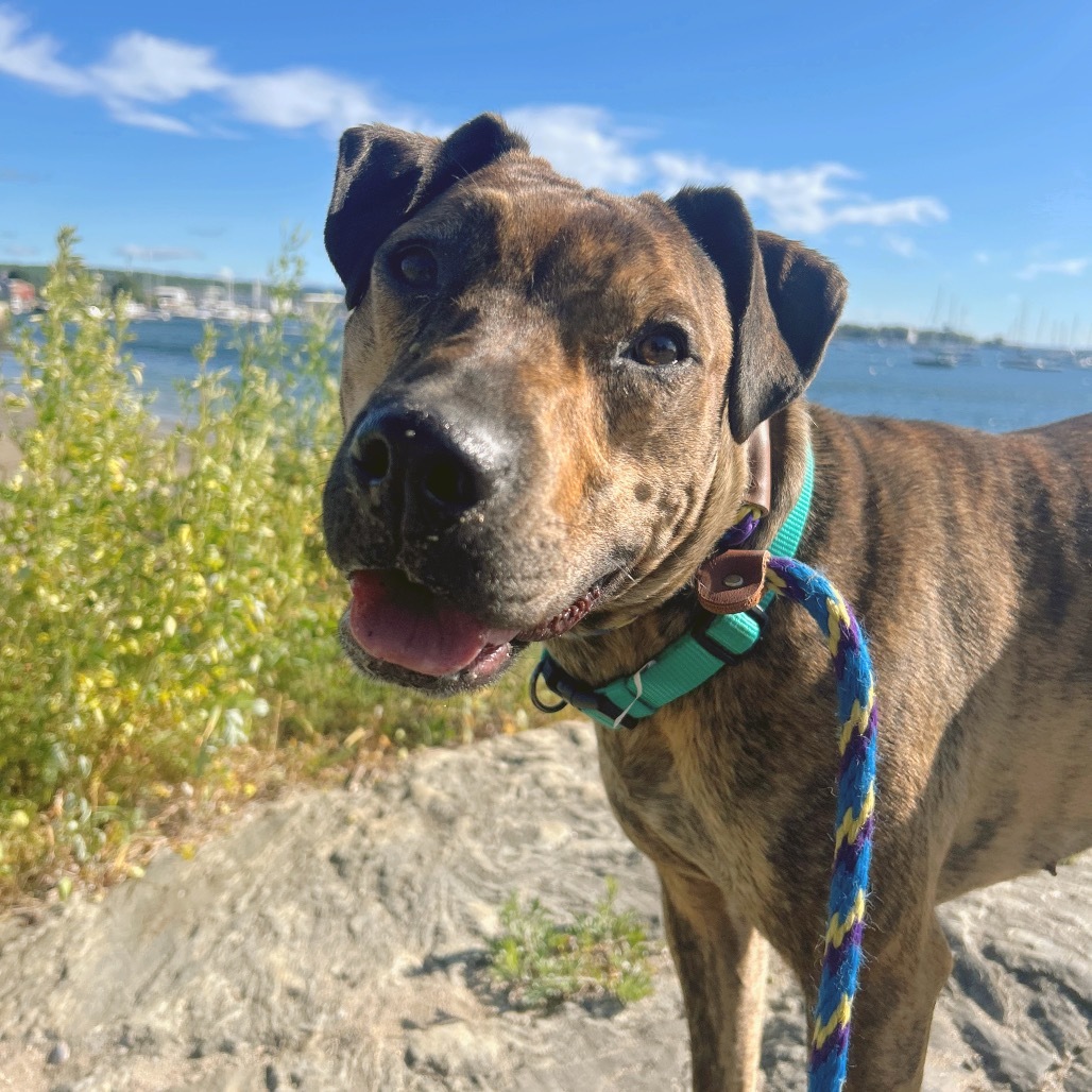 Lois, an adoptable Pit Bull Terrier in Thomaston, ME, 04861 | Photo Image 1