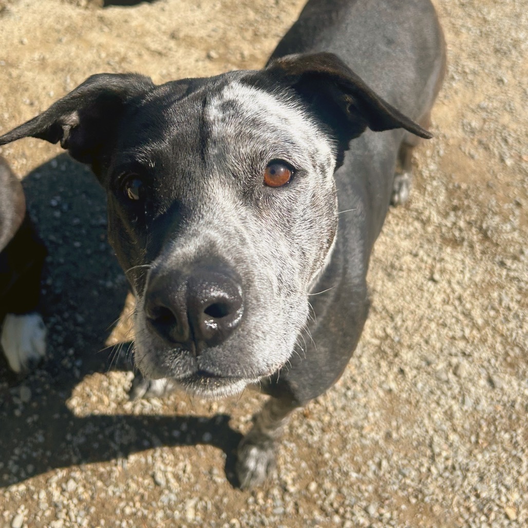 Izzy, an adoptable Pit Bull Terrier, Mixed Breed in Thomaston, ME, 04861 | Photo Image 2