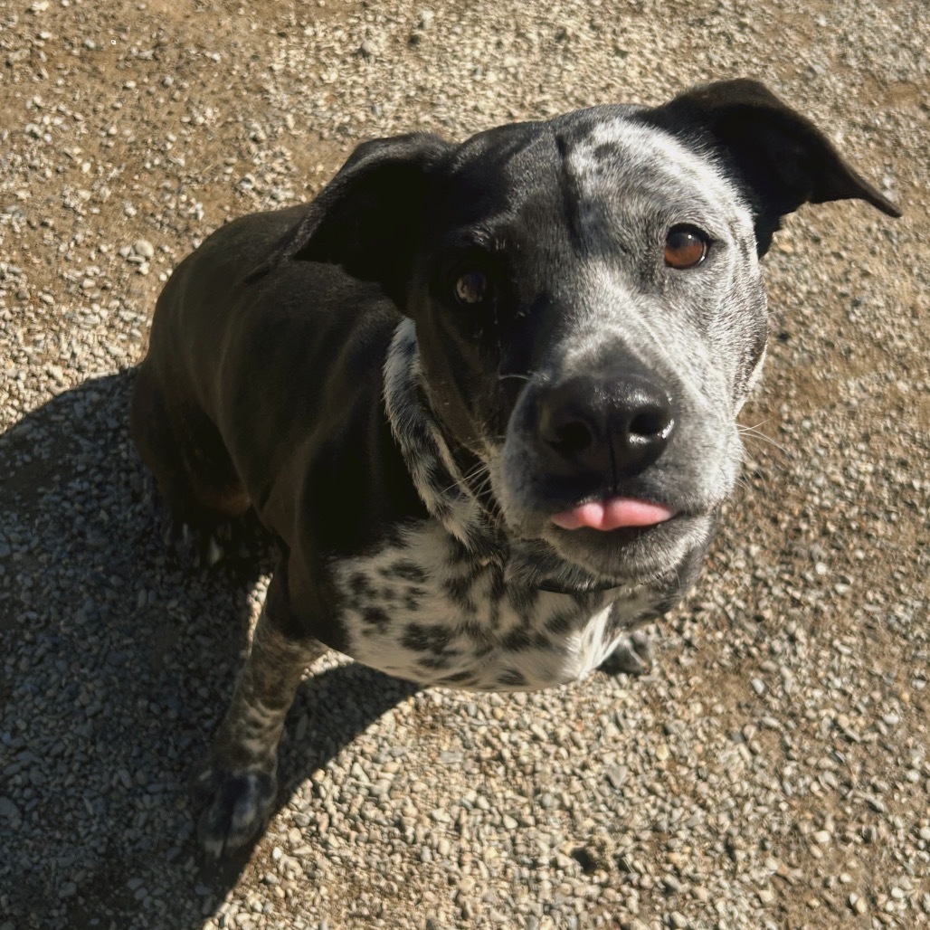 Izzy, an adoptable Pit Bull Terrier, Mixed Breed in Thomaston, ME, 04861 | Photo Image 3