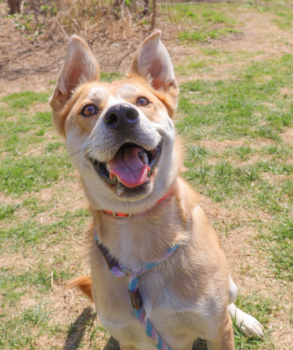 Benny-At Camp Bow Wow
