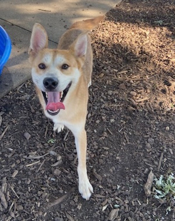 Benny-At Camp Bow Wow