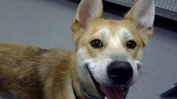 Benny-At Camp Bow Wow