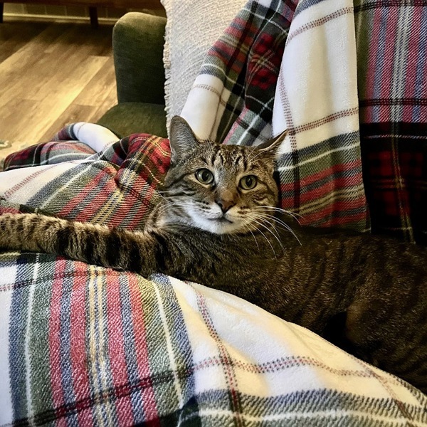 Buddy -- Bonded Buddy With Boris, an adoptable Domestic Short Hair in Des Moines, IA, 50313 | Photo Image 1