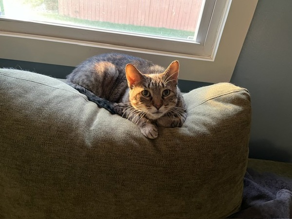 Buddy -- Bonded Buddy With Boris, an adoptable Domestic Short Hair in Des Moines, IA, 50313 | Photo Image 2