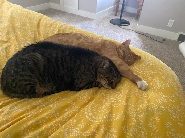 Buddy -- Bonded Buddy With Boris, an adoptable Domestic Short Hair in Des Moines, IA, 50313 | Photo Image 3