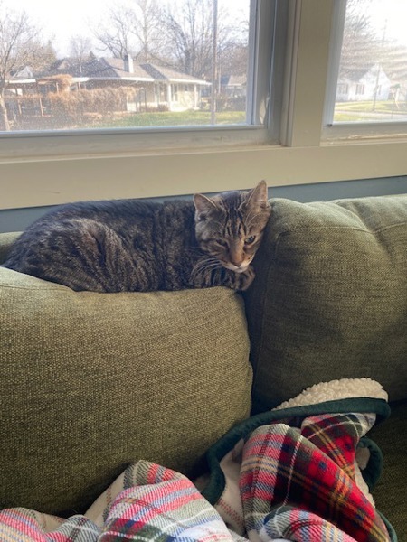 Buddy -- Bonded Buddy With Boris, an adoptable Domestic Short Hair in Des Moines, IA, 50313 | Photo Image 4