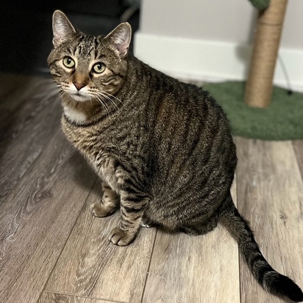 Buddy -- Bonded Buddy With Boris, an adoptable Domestic Short Hair in Des Moines, IA, 50313 | Photo Image 5